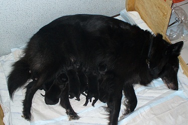 C-Wurf de Geracao nova